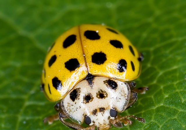 Escarabajo Psyllobora vigintiduopunctata, del grupo coccinellini. Es una specie útil que se nutre de algunos hongos fitopatogenos. (Wikimedia Commons)