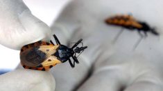 Argentina es el país con más infectados por el Chagas en América