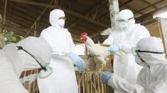 El virus H3N8 de la gripe aviar tiene un fuerte potencial de transmisión con grave riesgo de propagación
