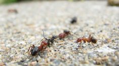 Particular comportamiento de las hormigas a la radiación electromagnética de un iphone