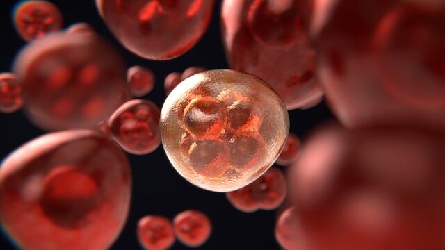 Mitosis (células cancerígenas). Imagen Ilustrativa. (Colin Behrens/Pixabay) 