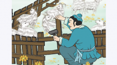 Dichos chinos: arreglar el corral después de perder la oveja