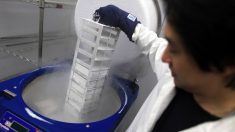 China busca un “Nuevo Mundo Feliz” de embriones genéticamente modificados