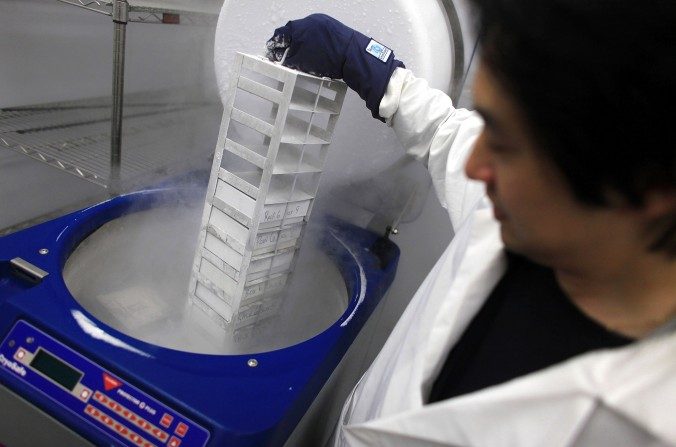  Xiaofang Wang, becario postdoctoral superior, saca células madre congeladas en un laboratorio del Instituto de Células Madre del Centro de Salud de la Universidad de Connecticut. (Spencer Platt/GettyImages)
