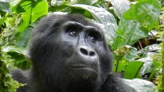 Un gorila usa lenguaje de señas para dar mensaje a la humanidad (Video)