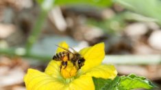 Insecticidas son anticonceptivos para las abejas, revela estudio de neocotinoides