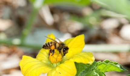 Insecticidas son anticonceptivos para las abejas, revela estudio de neocotinoides