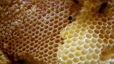 Miel que se vende en España podría proceder de China, sin que se sepa