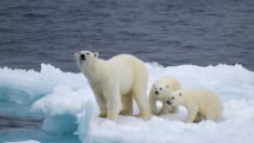 Científicos rusos llevan una semana encerrados por osos polares