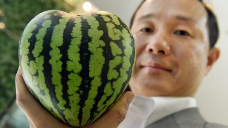 Las curiosas sandías en forma de cubo o corazón que sirven de adorno en Japón