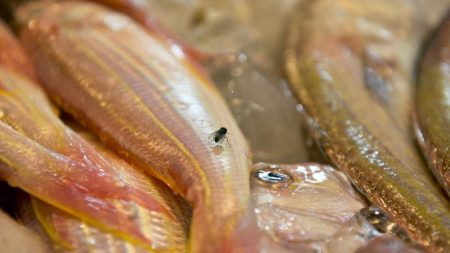 ¿Estás comiendo pescado contaminado de China?