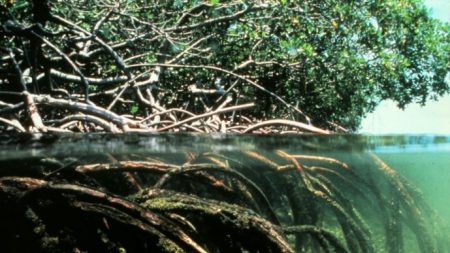 Manglares están amortiguando el alza del mar y elevando los suelos