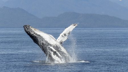 Japón reanuda su cacería de ballenas en 2016 pese a condena de la Corte Internacional de Justicia
