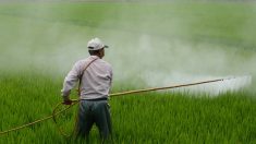 OMS califica “posible cancerígeno” al herbicida 2,4-D, de los agrotóxicos más usados en Argentina y Uruguay