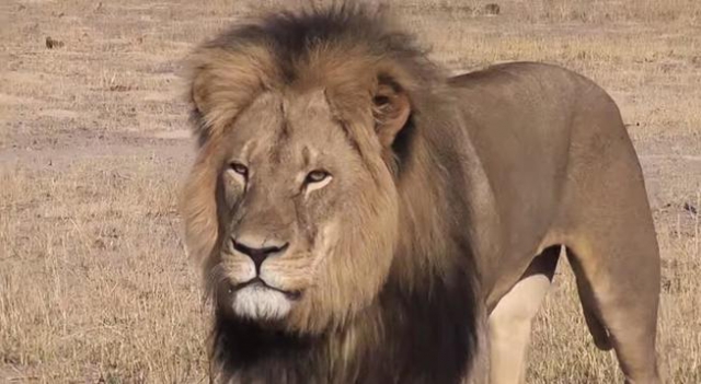 El león Cecil
(lainformacion.com)