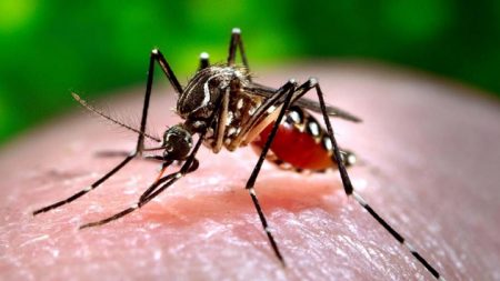 Confirman una tercera muerte producto de una rara enfermedad transmitida por mosquitos en EE. UU.