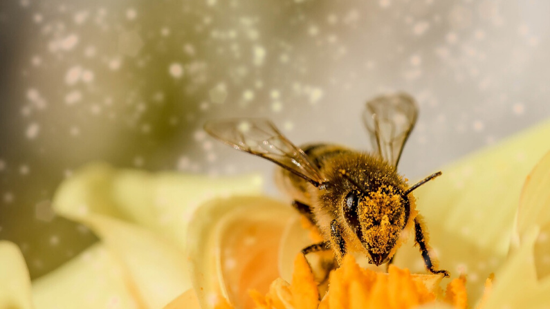 Abeja recolectando polen. Imagen ilustrativa. (Myriam Zilles/Pixabay)