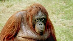 ONU denuncia que los últimos orangutanes silvestres se extinguen ante pérdida del hábitat por invasión humana