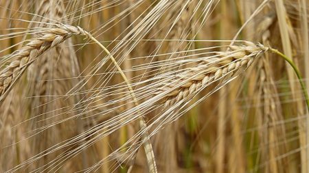 Potencial de especies silvestres se confirma con el genoma de la cebada