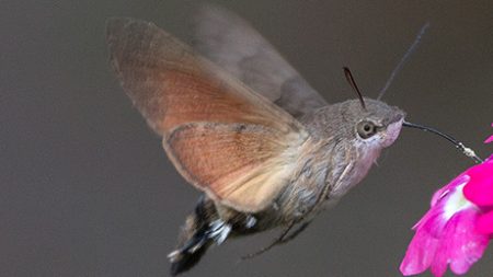 El color de las flores que eligen los polinizadores, ¿qué tan importante es?