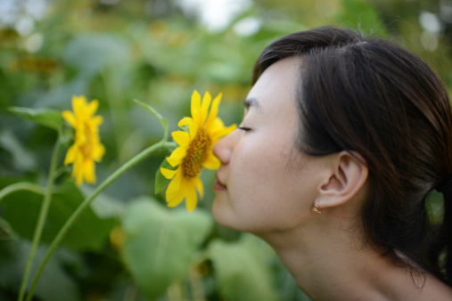 Flor del Crisantemo: esta hierba común de la Medicina China tiene más de 30 especies diferentes y es un tratamiento maravilloso natural para ojos secos e irritados. (PhotoTalk. Getty Images)