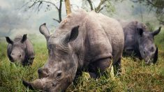 La caza furtiva de rinocerontes desciende en Sudáfrica por primera vez en 10 años