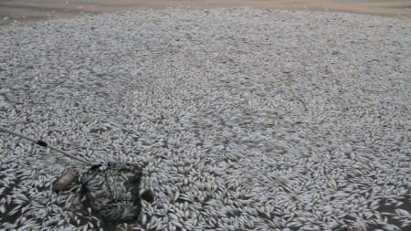 «Todo está bien», dicen funcionarios chinos a pesar de los miles de peces muertos en Tianjin