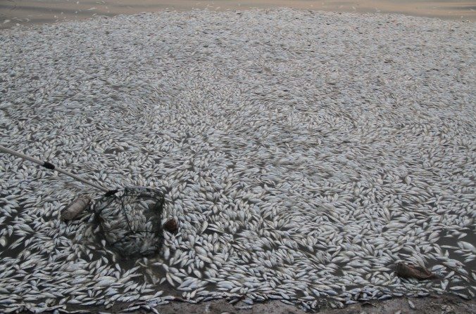 Miles de peces muertos flotan en el río Haihe, 20 de agosto de 2015. (ChinaFotoPress/Getty Images)