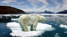 Extraño clima en Ártico, con temperaturas de -20 a 2 grados