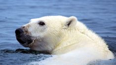 Informe de WWF “Planeta Vivo”: La población de animales marinos se redujo a la mitad desde la década de 1970