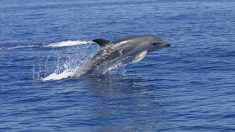 Los delfines “cantan” y “nombran” a sus crías desde que están en el útero