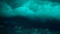 Cómo repercute un tsunami en la fauna marina