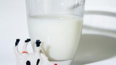 ¿Por qué la leche puede ser perjudicial?