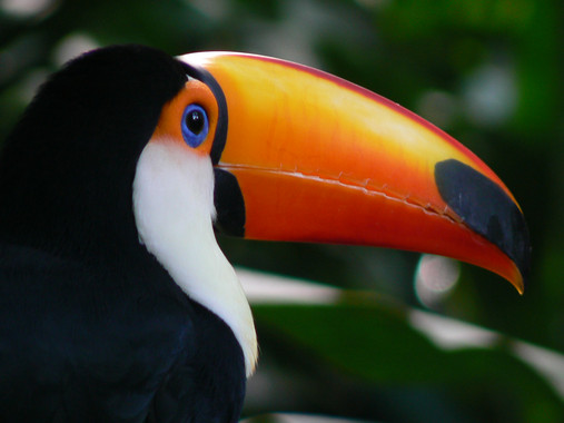 El estudio que publica la revista Nature profundiza en la filogenia de las aves. En la imagen, un tucán toco (Ramphastos toco). / Wikipedia