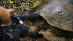 Identifican nueva especie de tortuga gigante en Galápagos