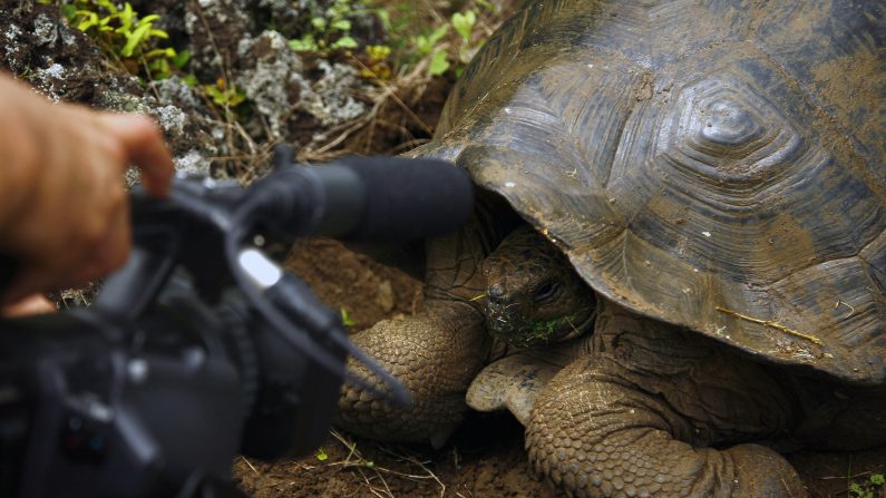 Archivo de 2009: un periodista graba algunas imágenes de una tortuga gigante de Galápagos (Geochelone nigra) en la isla de San Cristóbal, Archipiélago de Galápagos, el 1 de septiembre de 2009 (Photo credit should read PABLO COZZAGLIO / AFP / Getty Images)