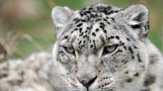 El Leopardo de las Nieves amenazado por el hombre y el clima