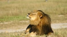 Los leones en peligro de extinción