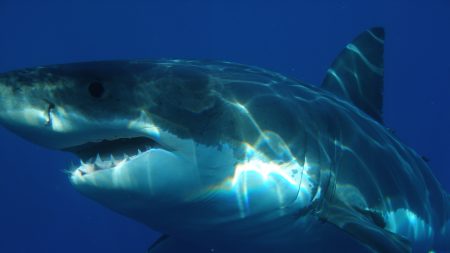 Australia busca rápido ideas para frenar los ataques de tiburones