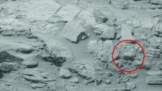 Encuentran a oso polar en foto tomada por la NASA en Marte