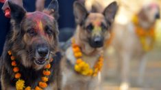 Kukur Tihar, el festival de Nepal que agradece a los perros por su amistad