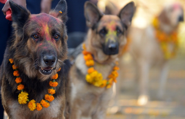 Perros policía son honrados en Nepal en el festival de Tihar. (PRAKASH MATHEMA/AFP/Getty Images)