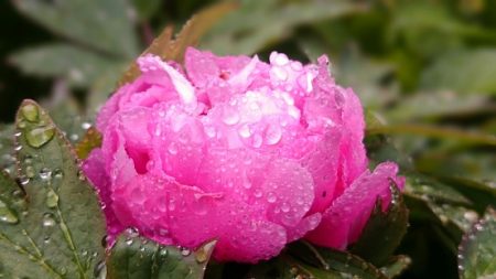 Las Peonías, las reinas de las flores