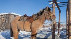 Los caballos yakutos se adaptaron al frío de Siberia en menos de 800 años