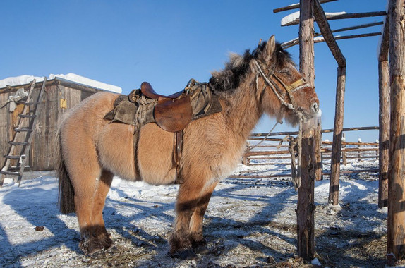 Los caballos yakutos soportan temperaturas extremas. / Maarten Takens (Wikimedia Commons)
