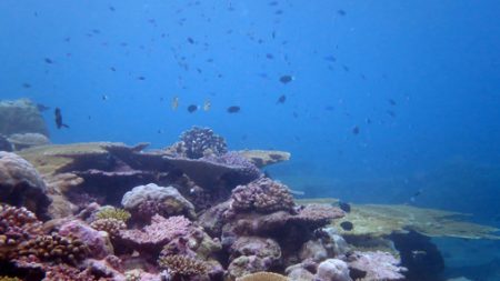 La biodiversidad de los océanos debe ser protegida