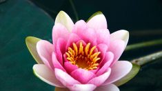 Flor de loto: paso a paso para tenerla en tu hogar