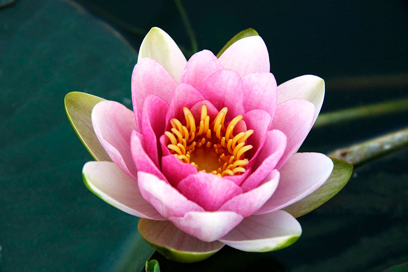 Qué significa la flor de loto? Es sagrada en diversos países
