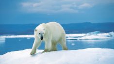 El Ártico tuvo en el último año la temperatura más alta desde 1900