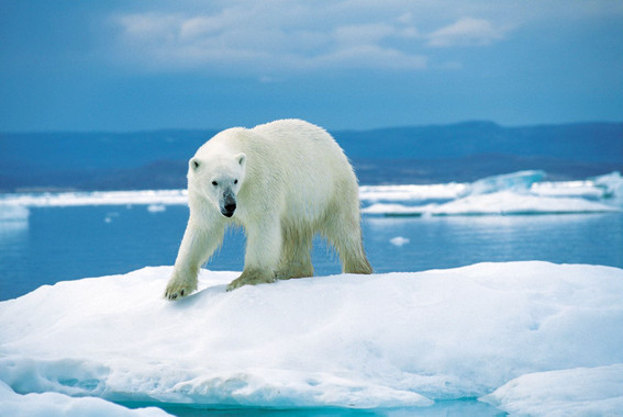 El aumento global de la temperatura ha provocado que el hielo del Ártico se derrita dos veces más rápido. La reducción del hielo ha aumentado los riesgos de ahogamiento de varias especies. (Ansgar Walk)